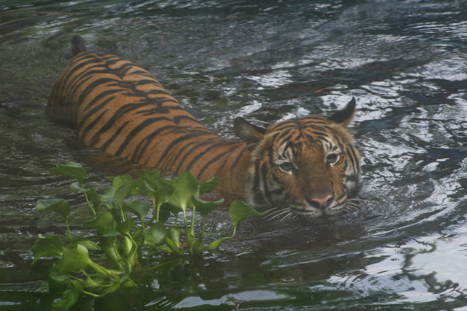 Malayan Tiger Swimming - Zoo Negara 2015