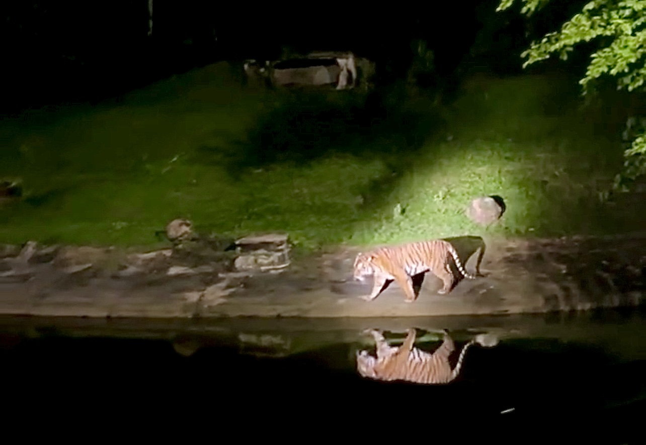 Malayan Tiger, Taiping Zoo and Night Safari, Perak, Malaysia