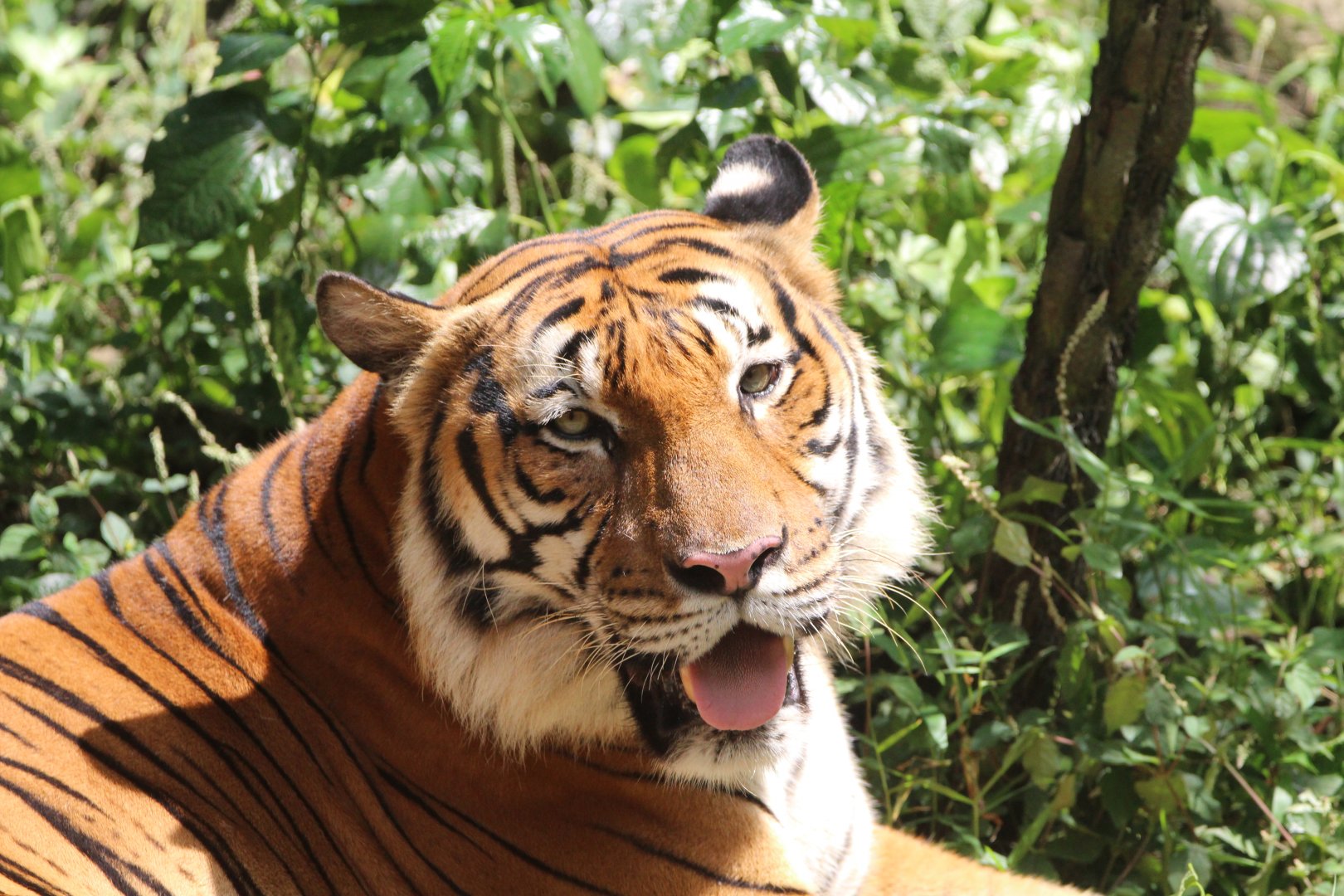 Malayan Tiger - Tiger Trek