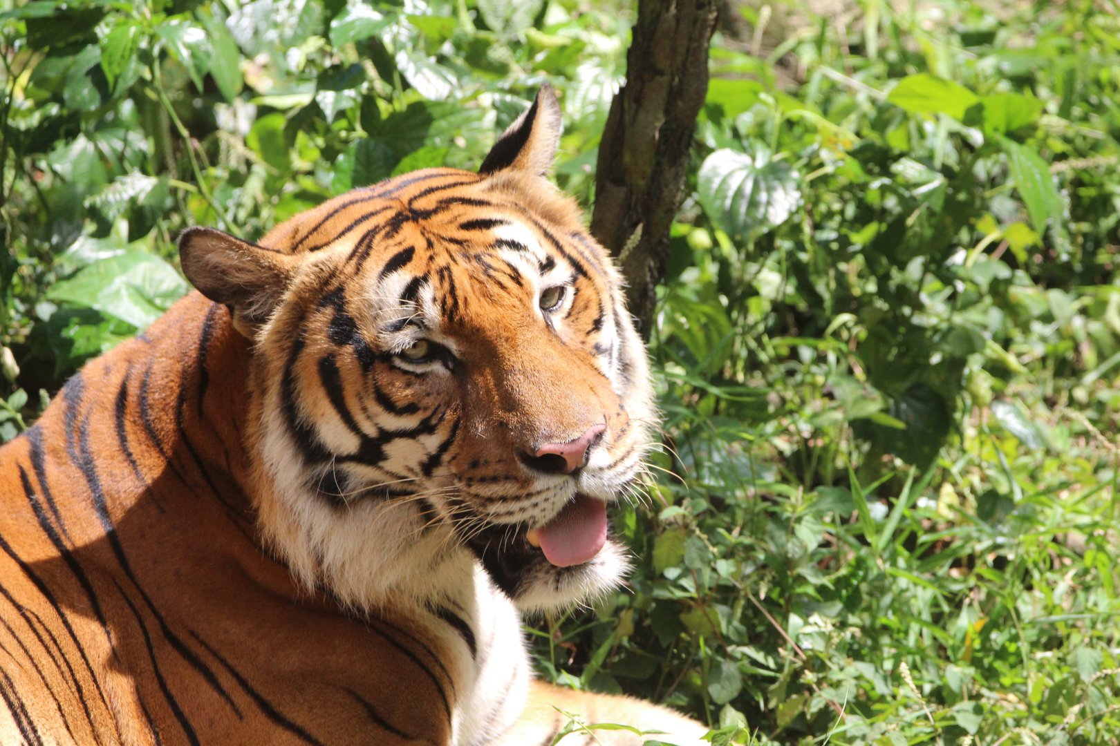 Malayan Tiger - Tiger Trek