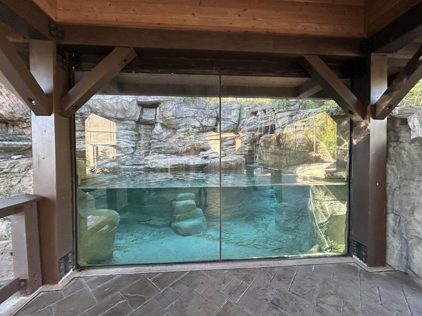 Malayan Tiger Underwater Viewing - Asian Trek