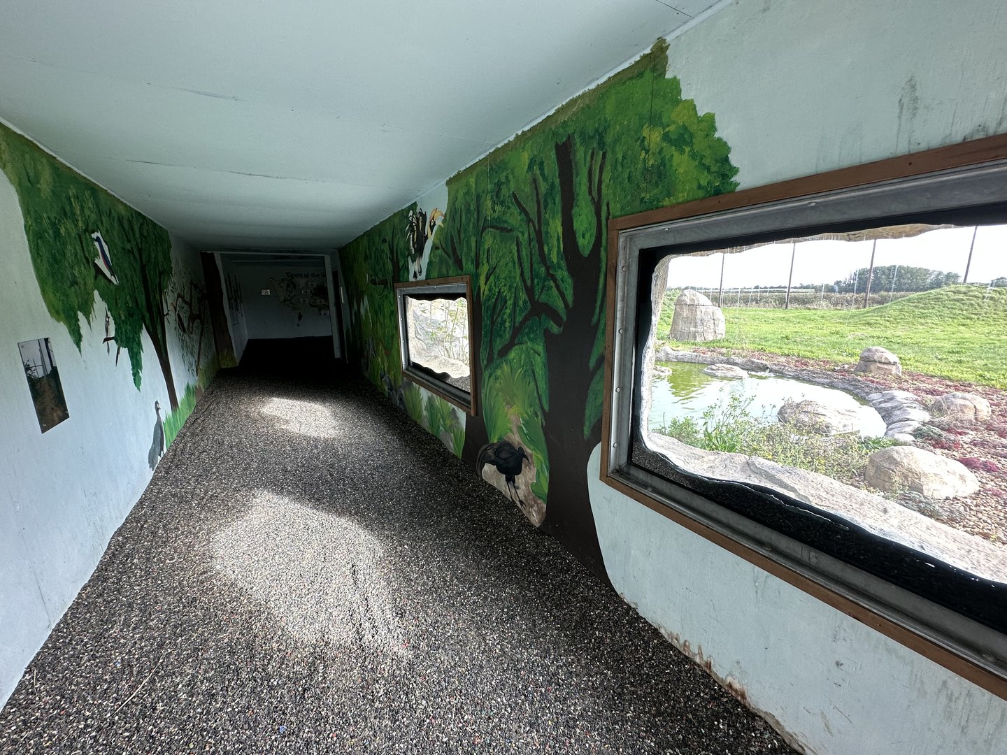 Malayan Tiger Viewing Area at Hamerton Zoo Park (October 2023)