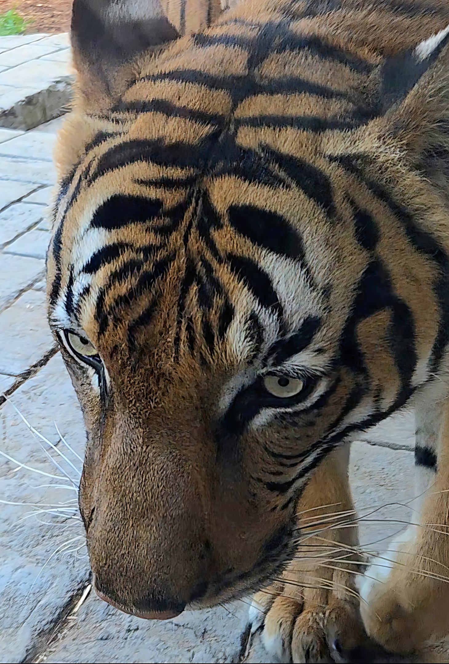 Malayan Tiger - Zoo Knoxville
