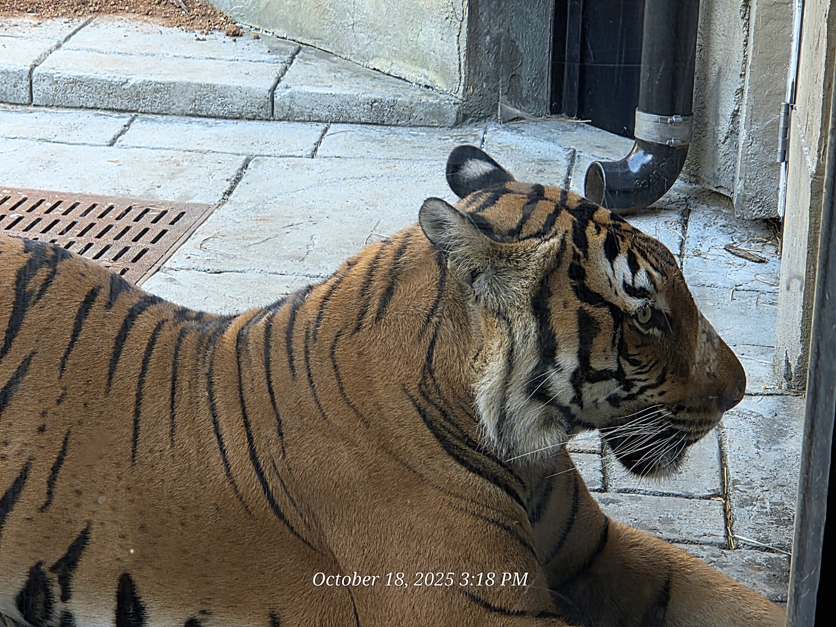Malayan Tiger - Zoo Knoxville
