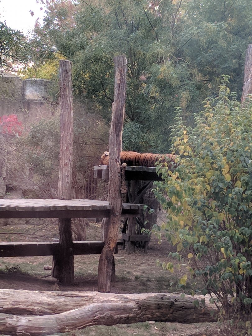 Malayan Tiger Zoo Praha 2018