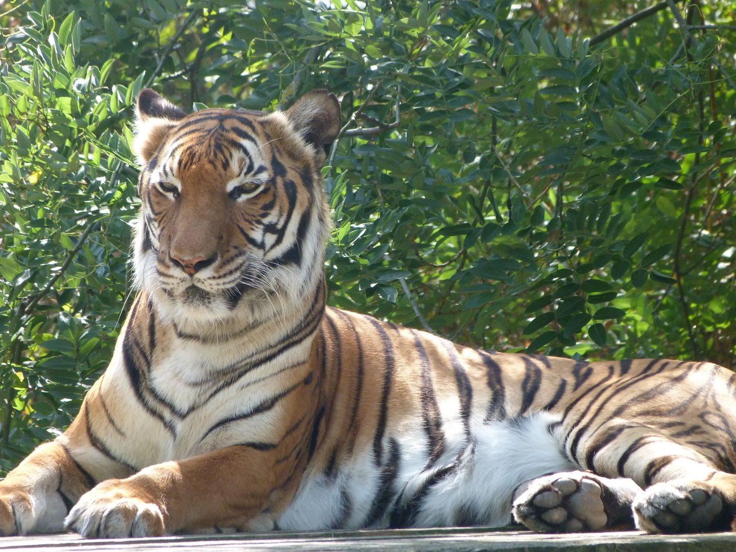 Malayan tiger -Zoo Praha (2025)