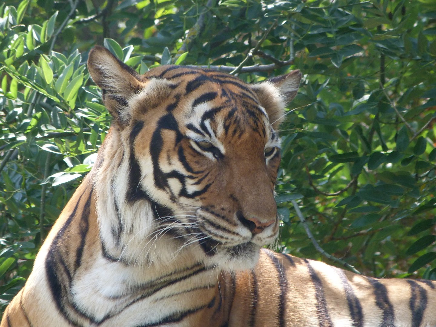 Malayan tiger -Zoo Praha (2025)