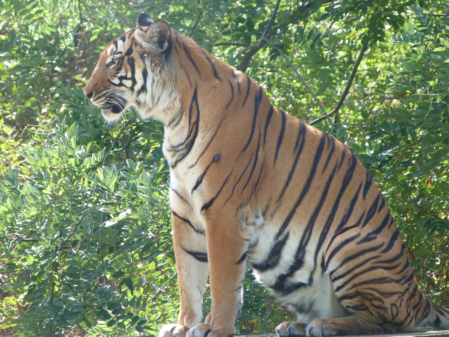Malayan tiger -Zoo Praha (2025)