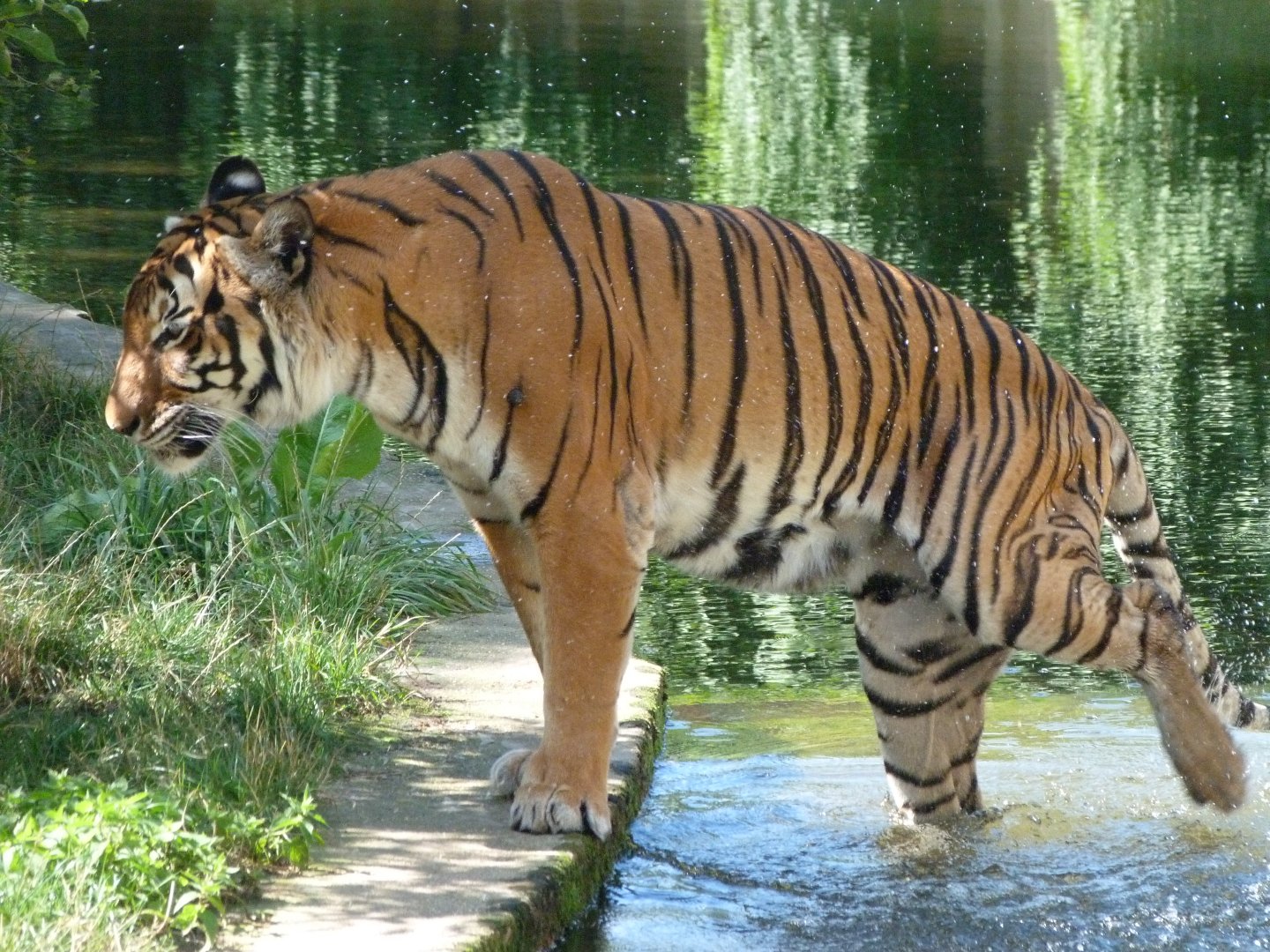 Malayan tiger -Zoo Praha (2025)