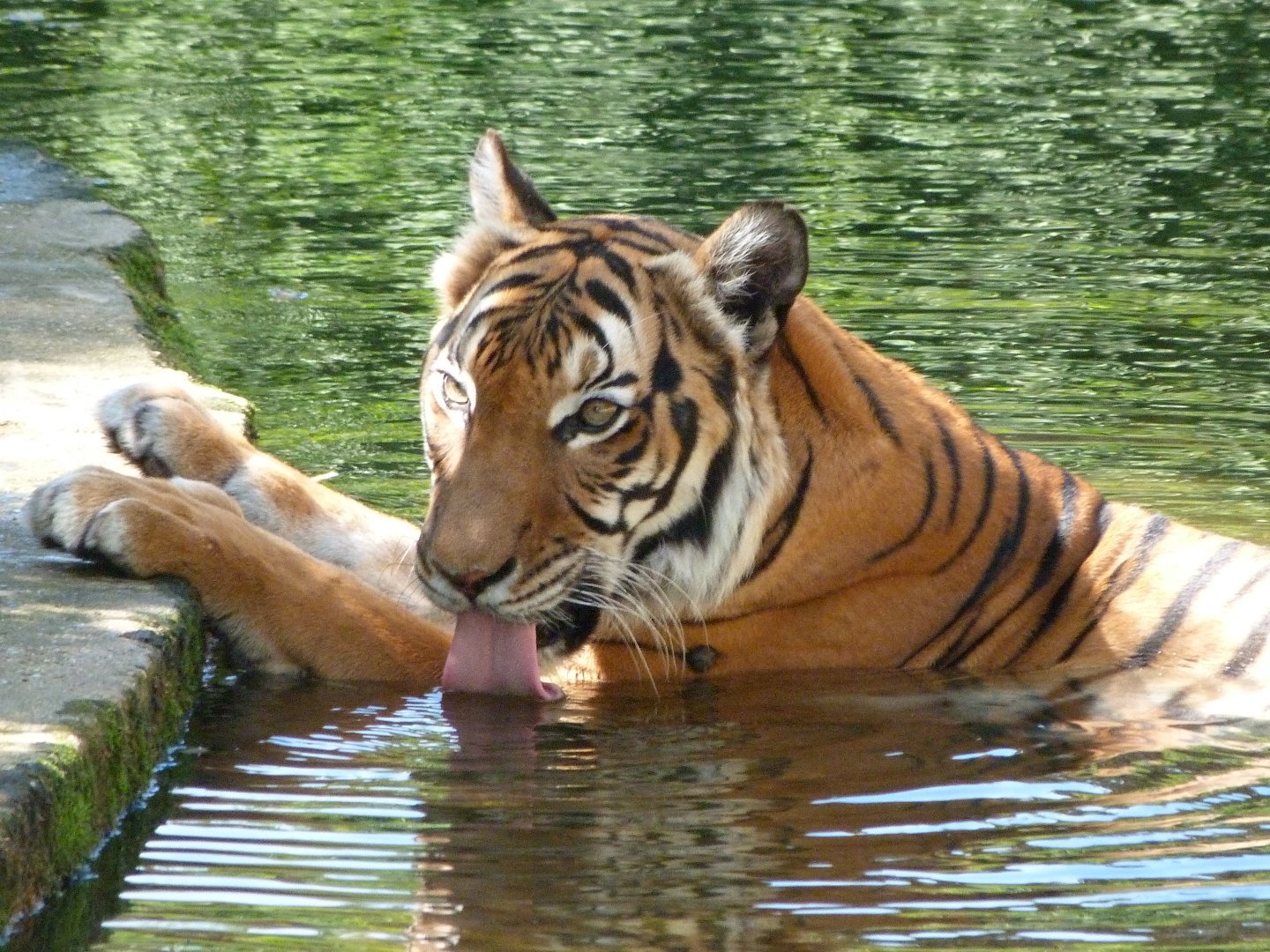 Malayan tiger -Zoo Praha (2025)