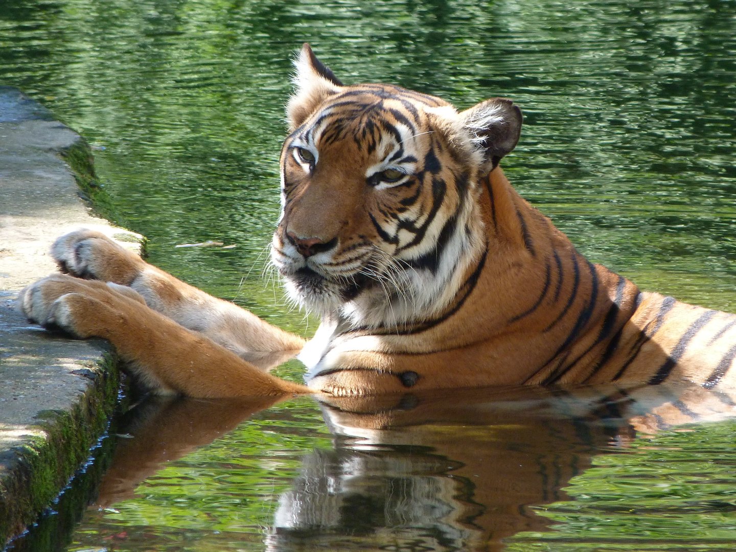 Malayan tiger -Zoo Praha (2025)