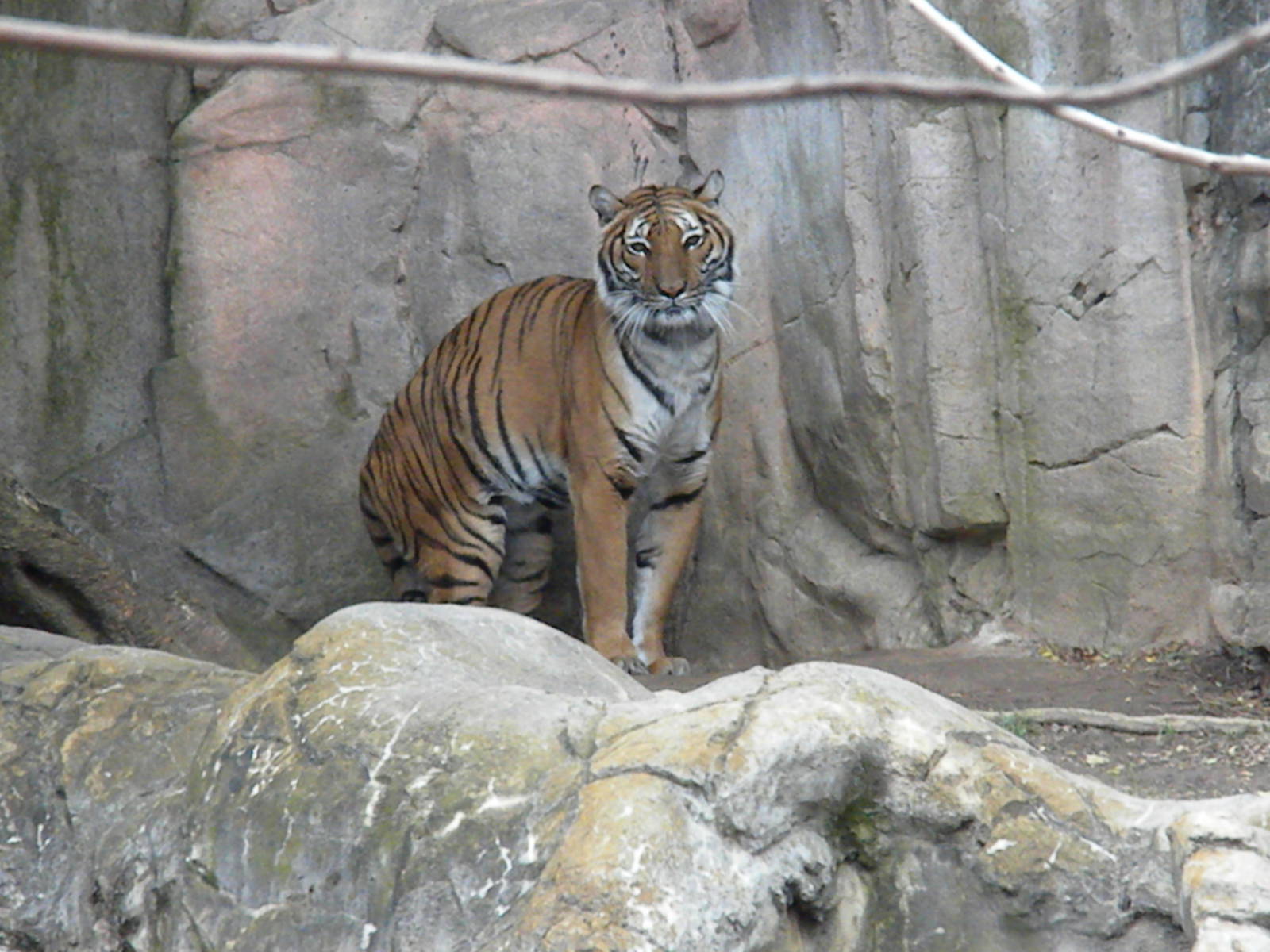 Malayan Tiger