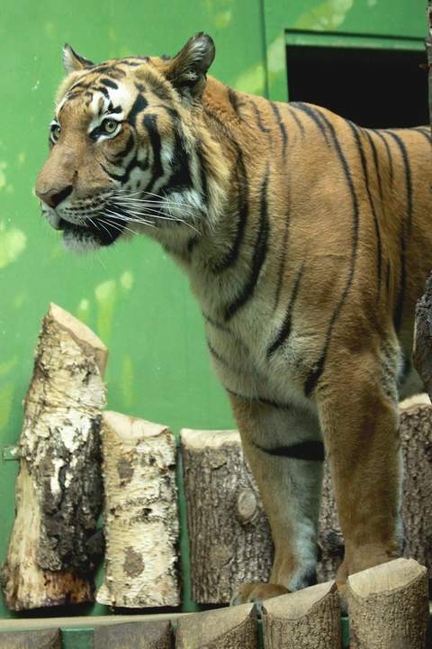 Malayan Tiger