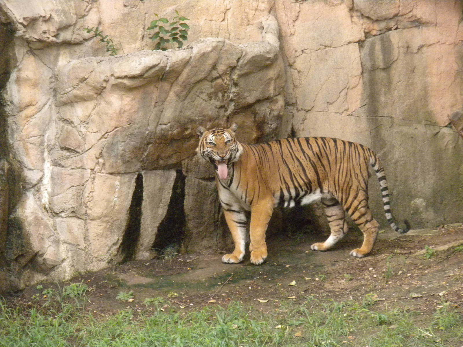 Malayan Tiger