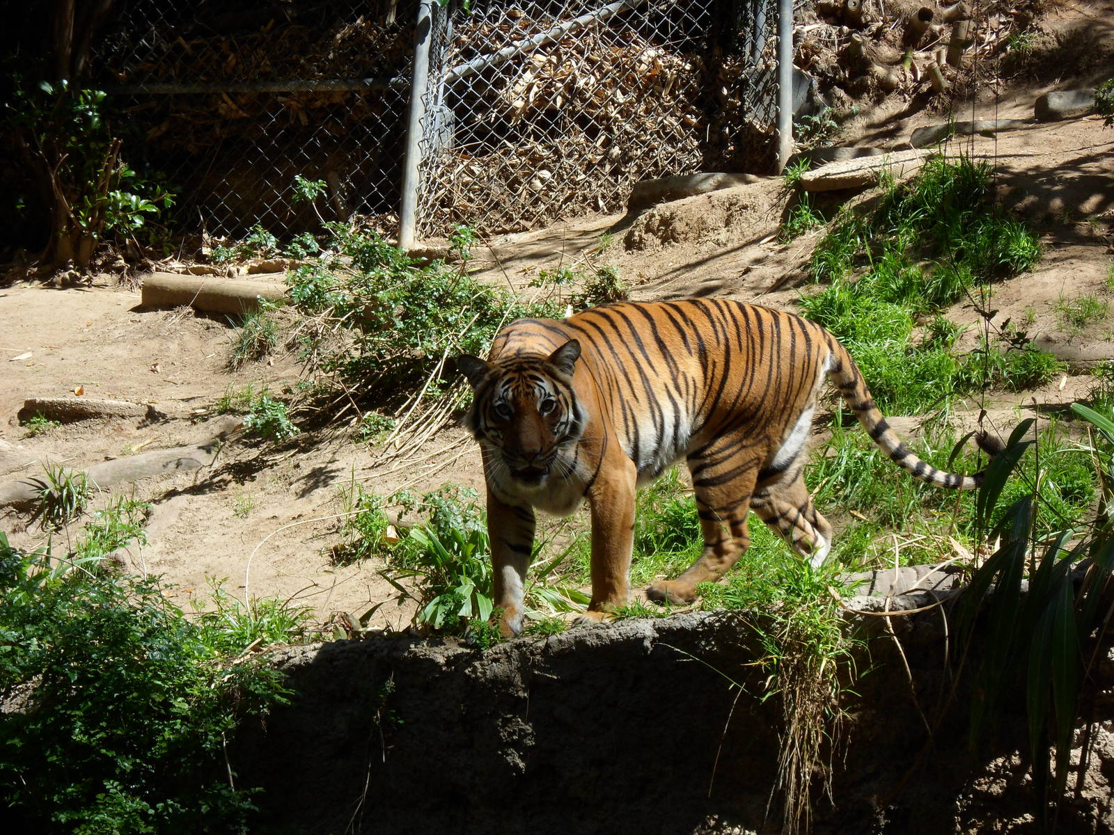 Malayan Tiger