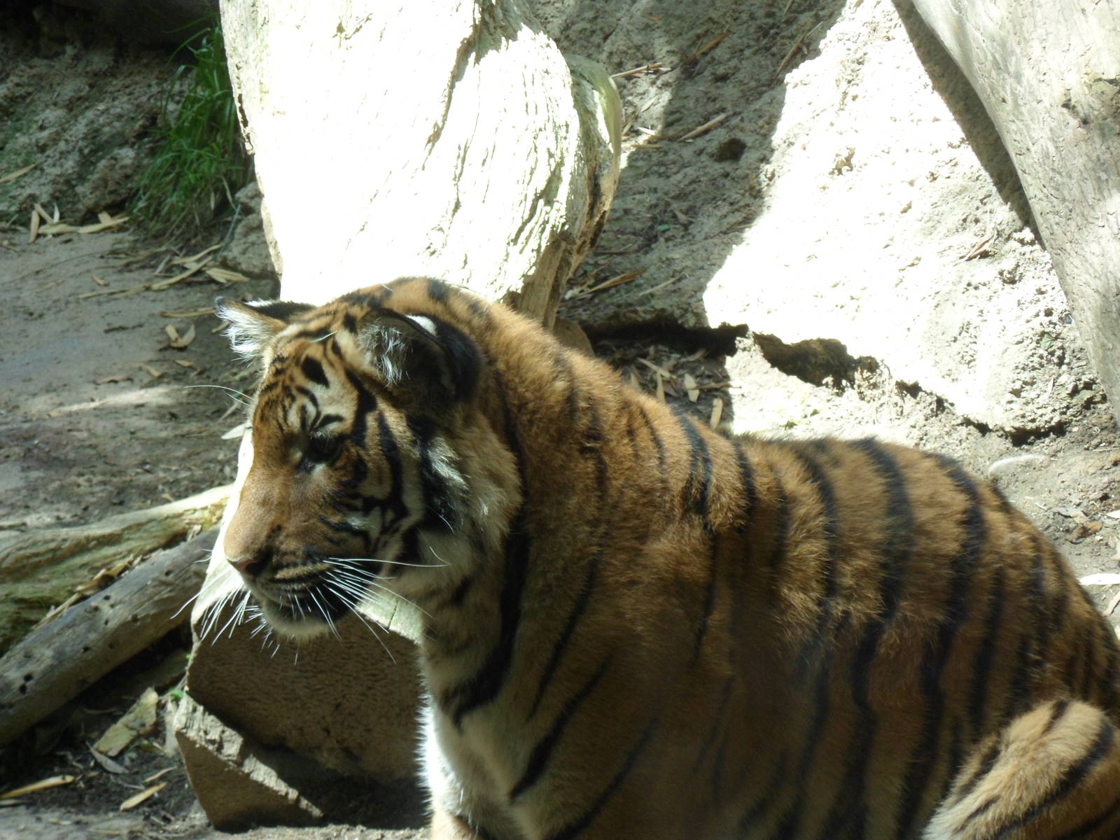 Malayan Tiger