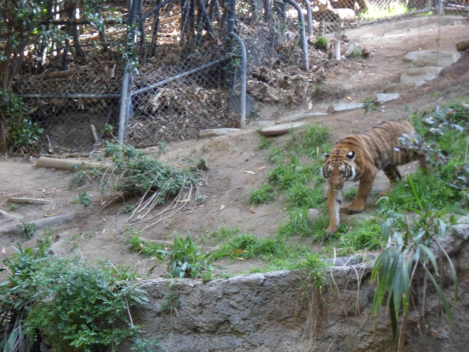 Malayan Tiger