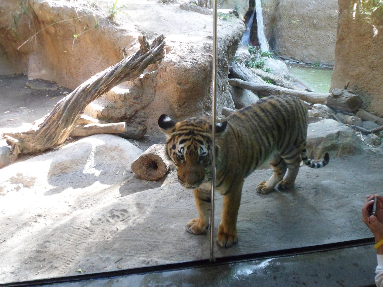 Malayan Tiger