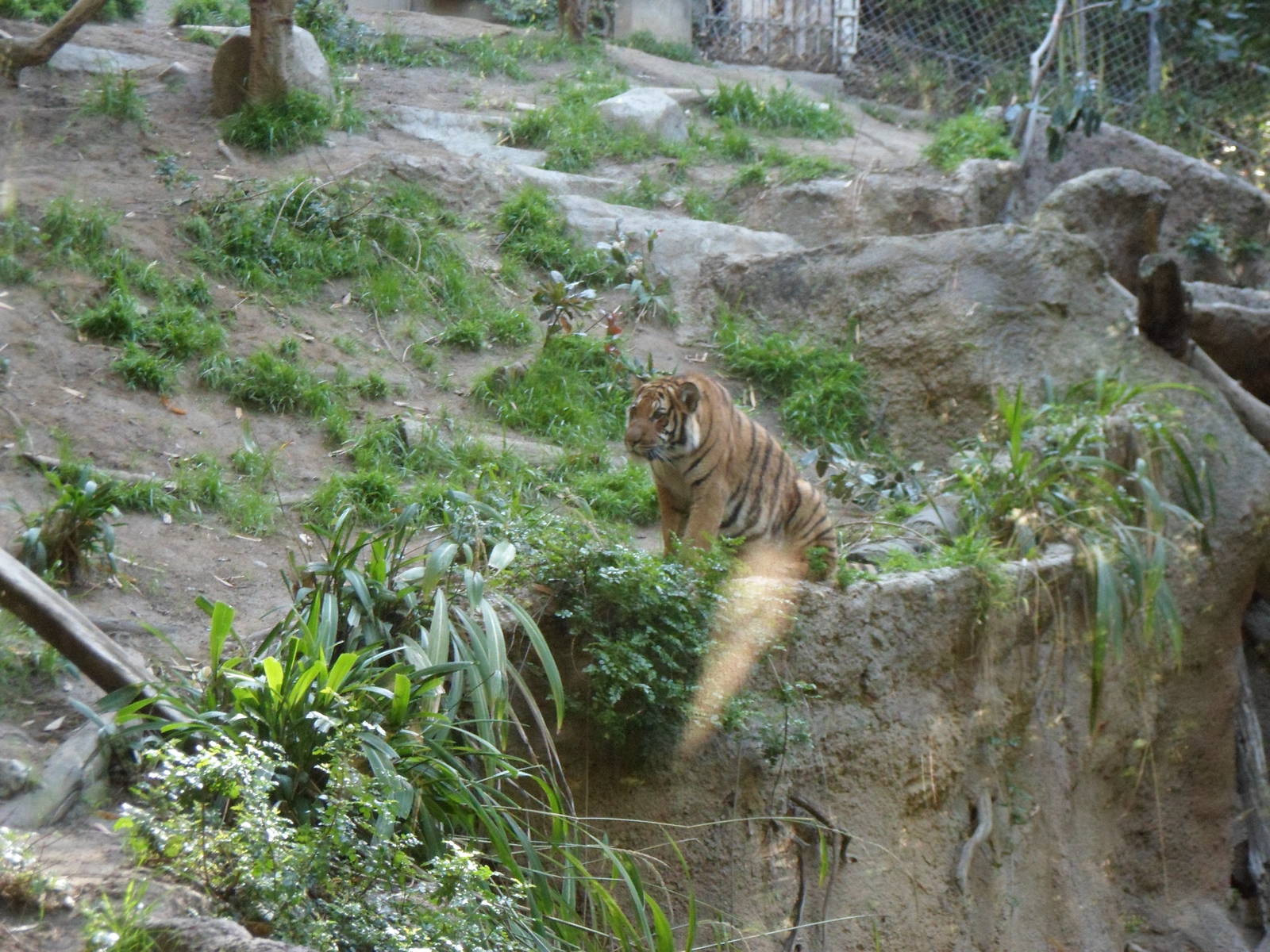 Malayan Tiger