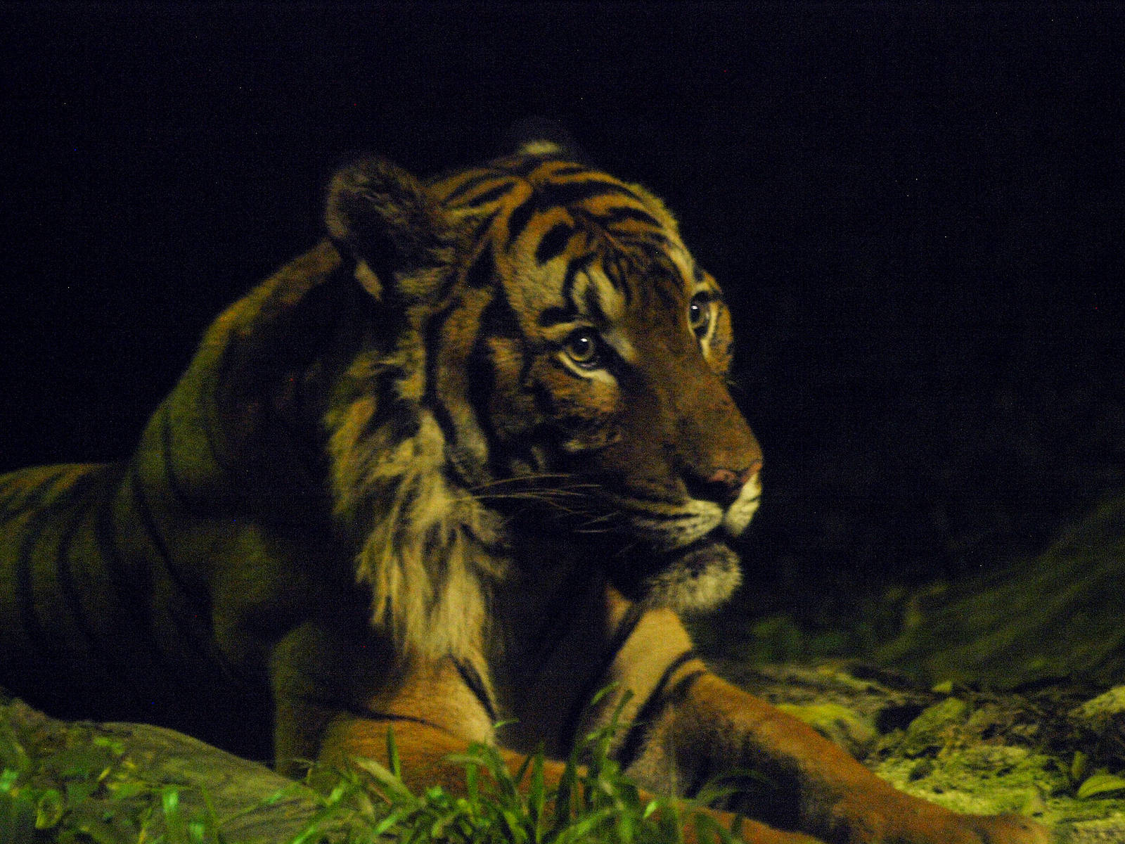 Malayan tiger