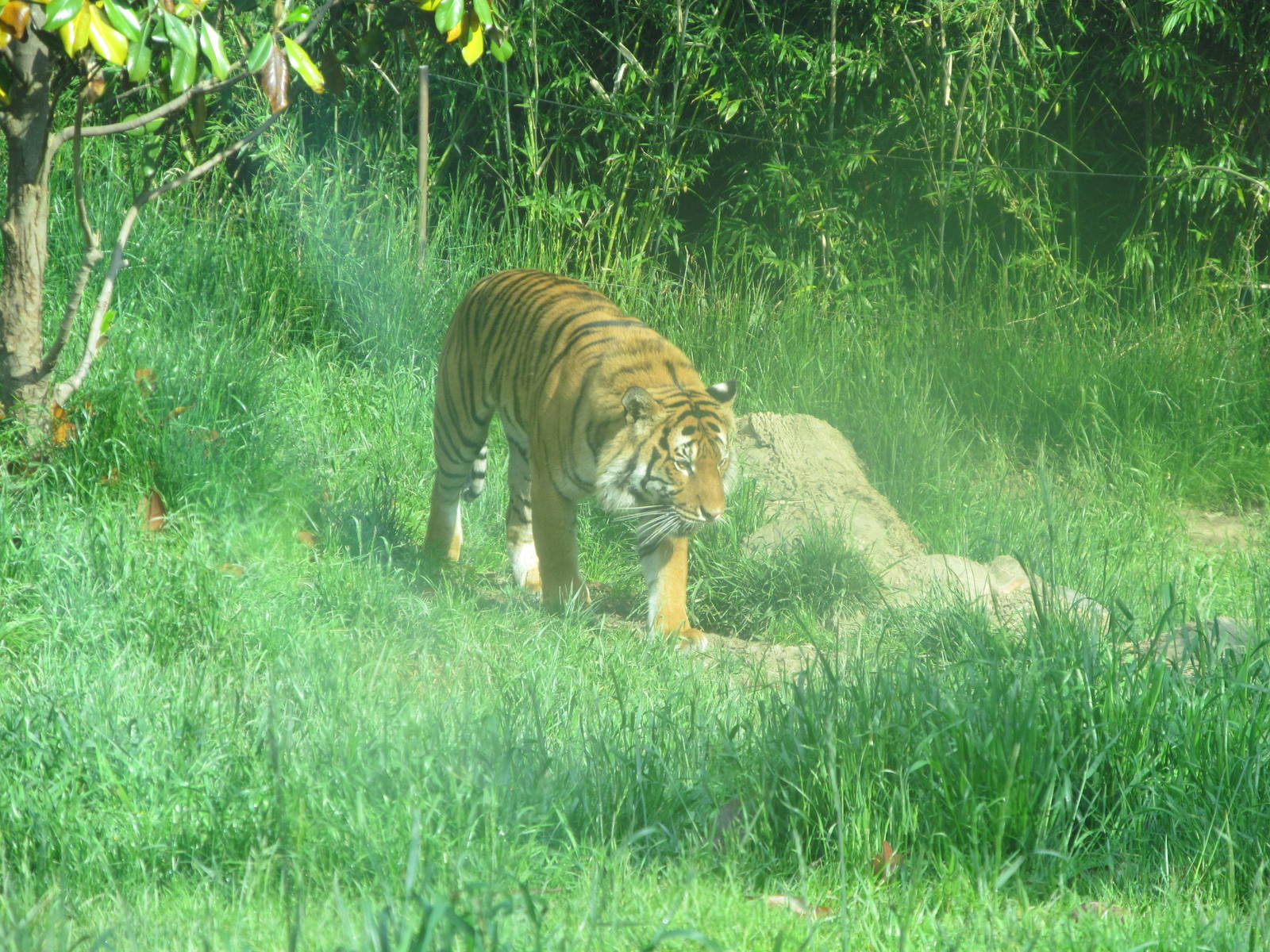 Malayan Tiger