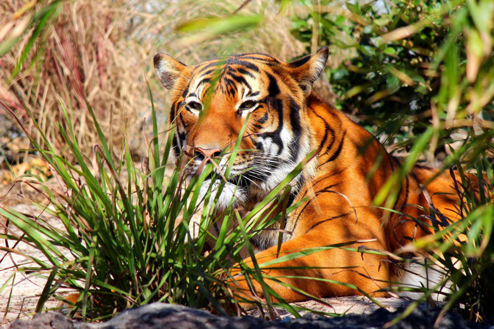 Malayan Tiger