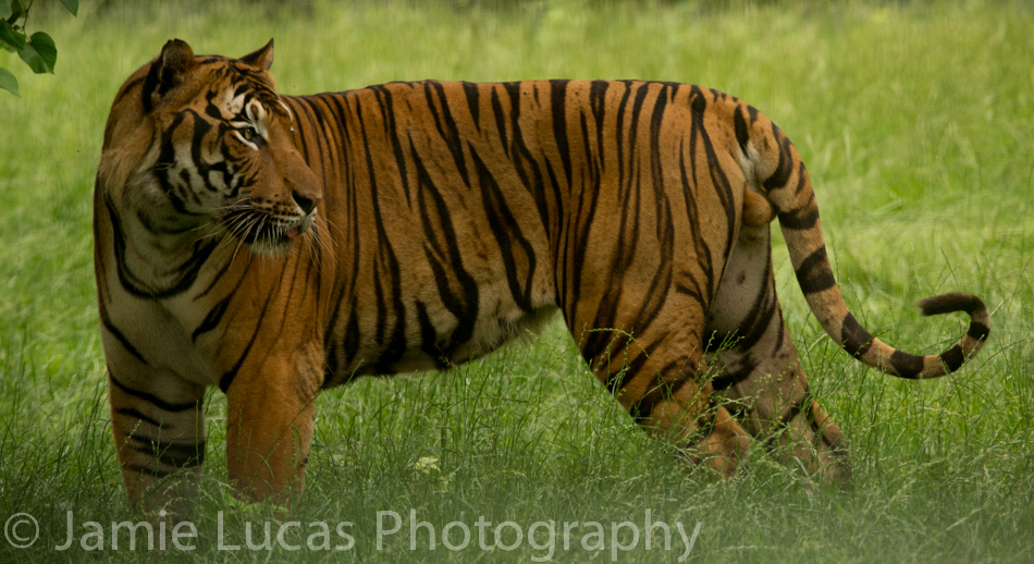 Malayan Tiger