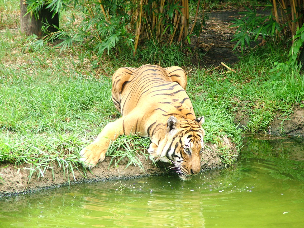 Malayan tiger