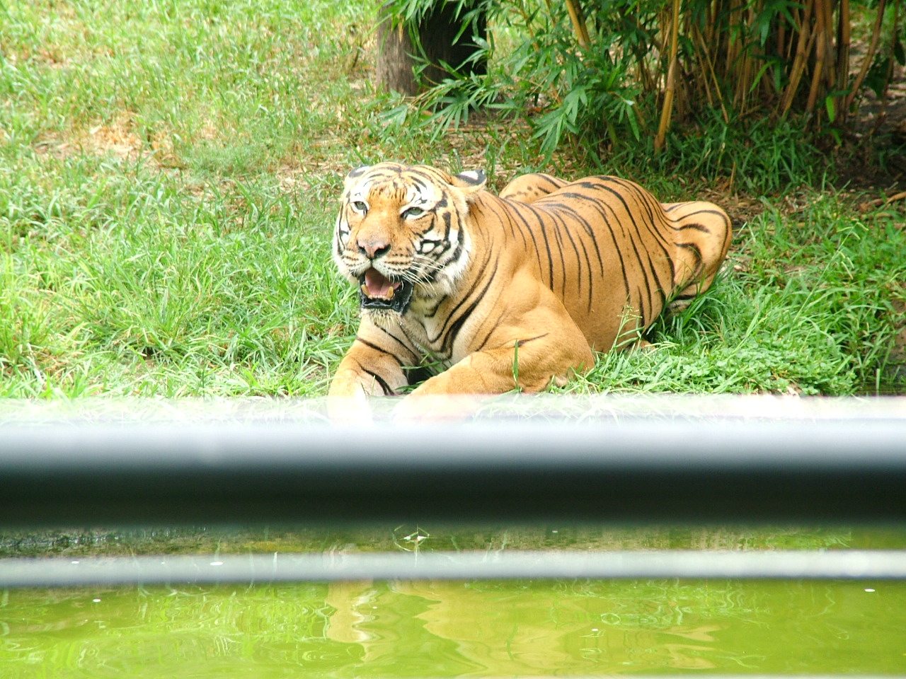 Malayan tiger