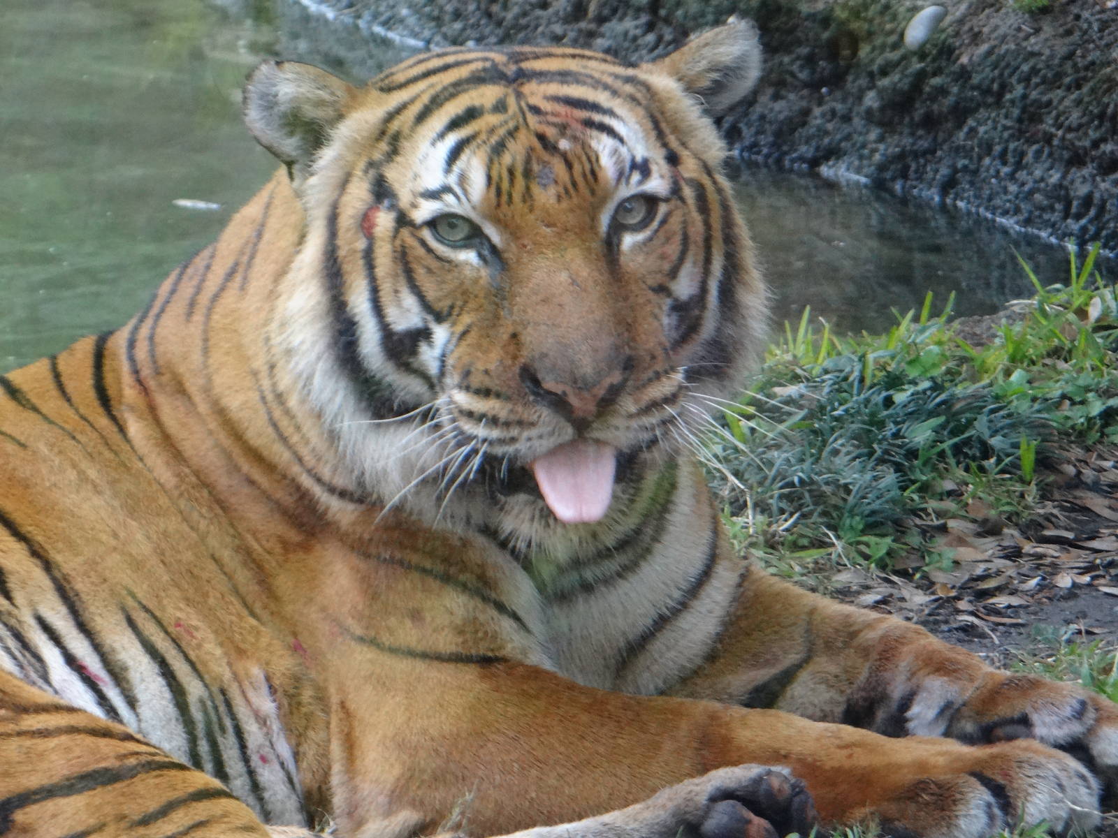 Malayan tiger