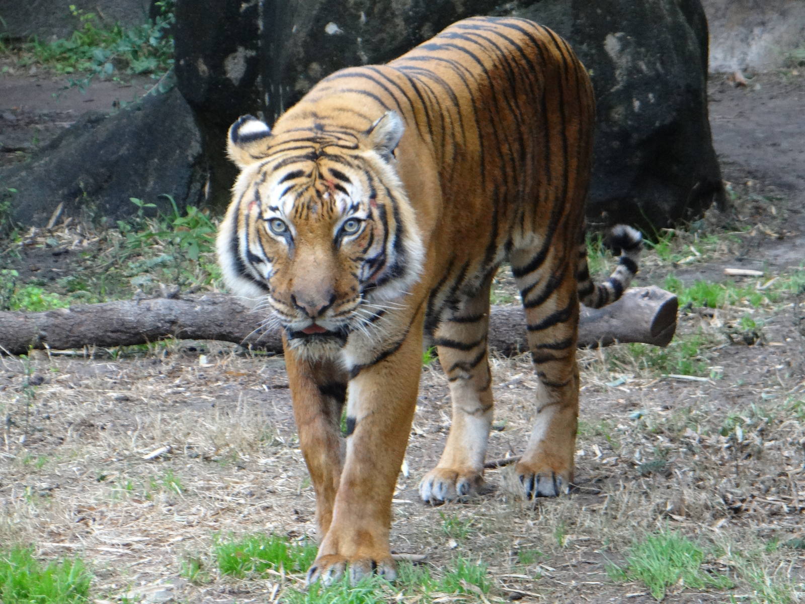 Malayan tiger