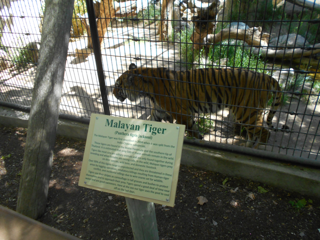 Malayan tiger
