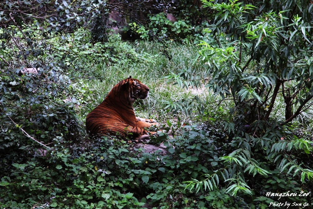 Malayan tiger