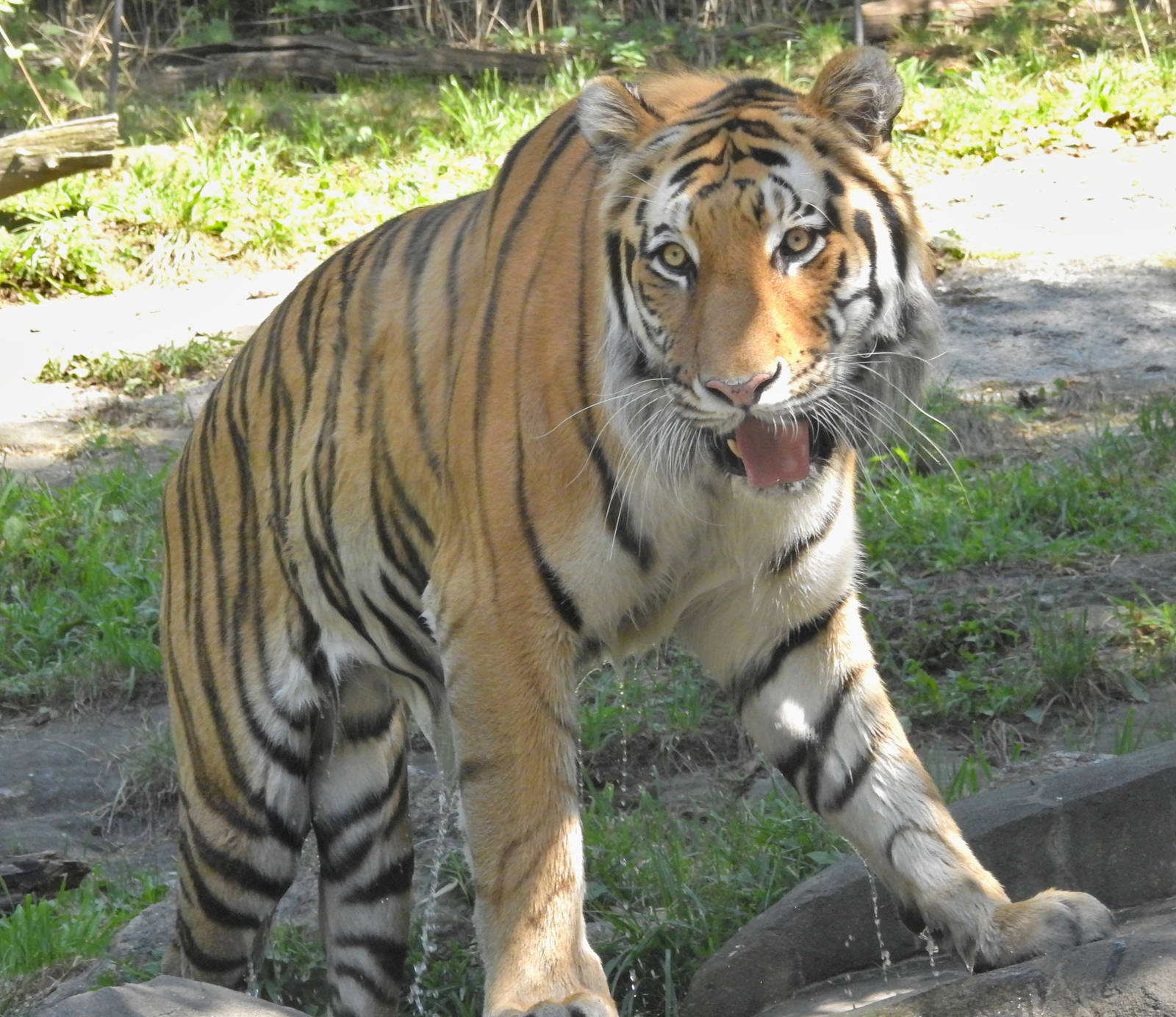 Malayan Tiger