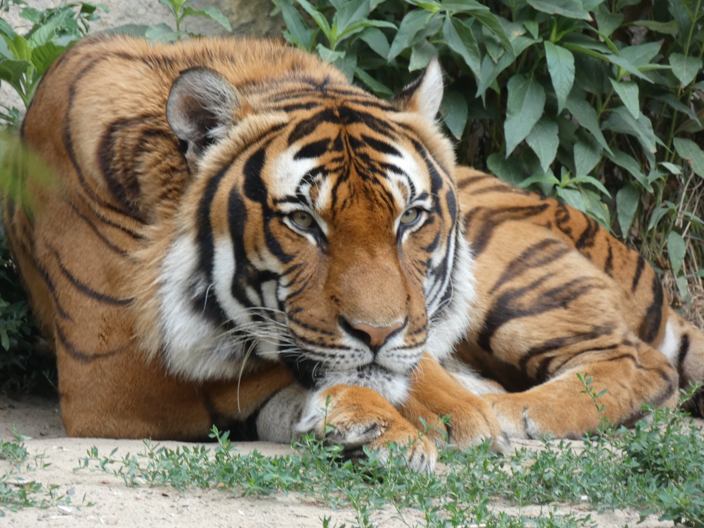 Malayan Tiger