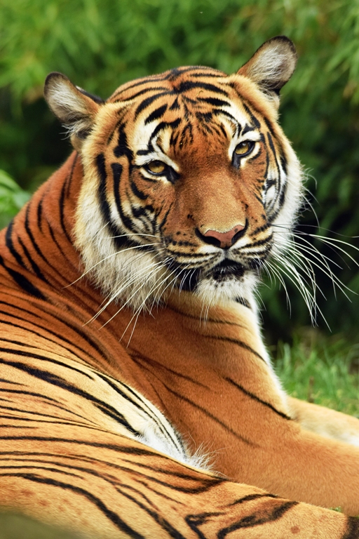 Malayan tiger