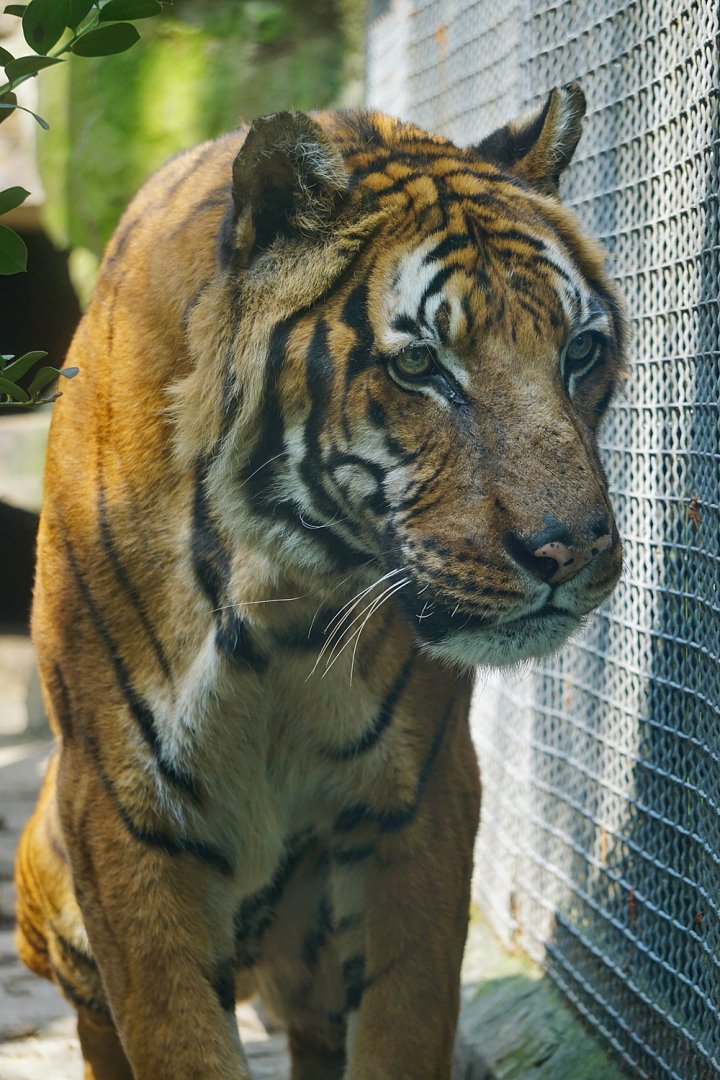 Malayan tiger