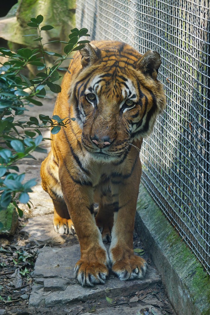 Malayan tiger