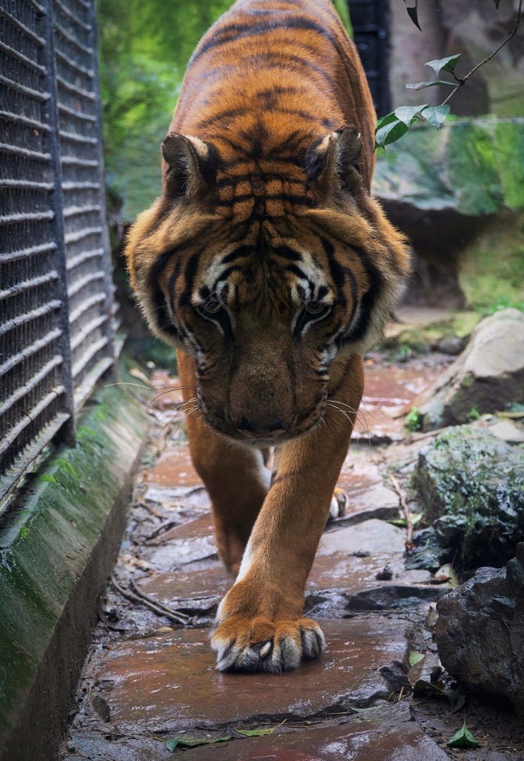 Malayan tiger