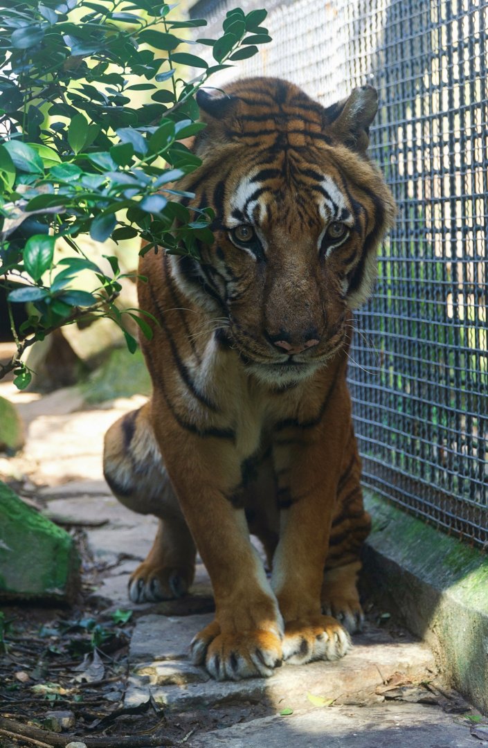 Malayan tiger