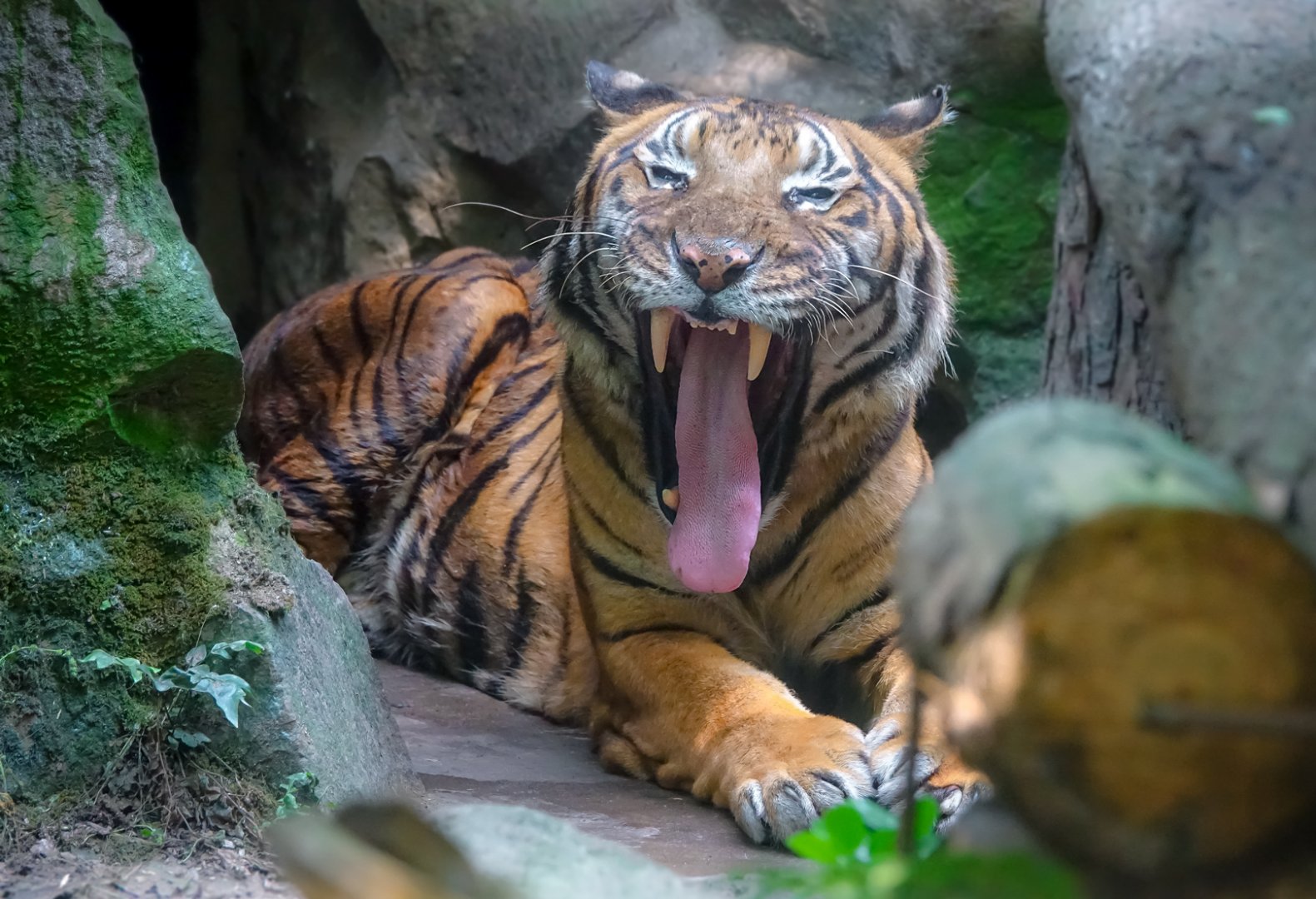 Malayan tiger