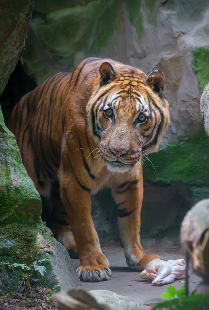 Malayan tiger