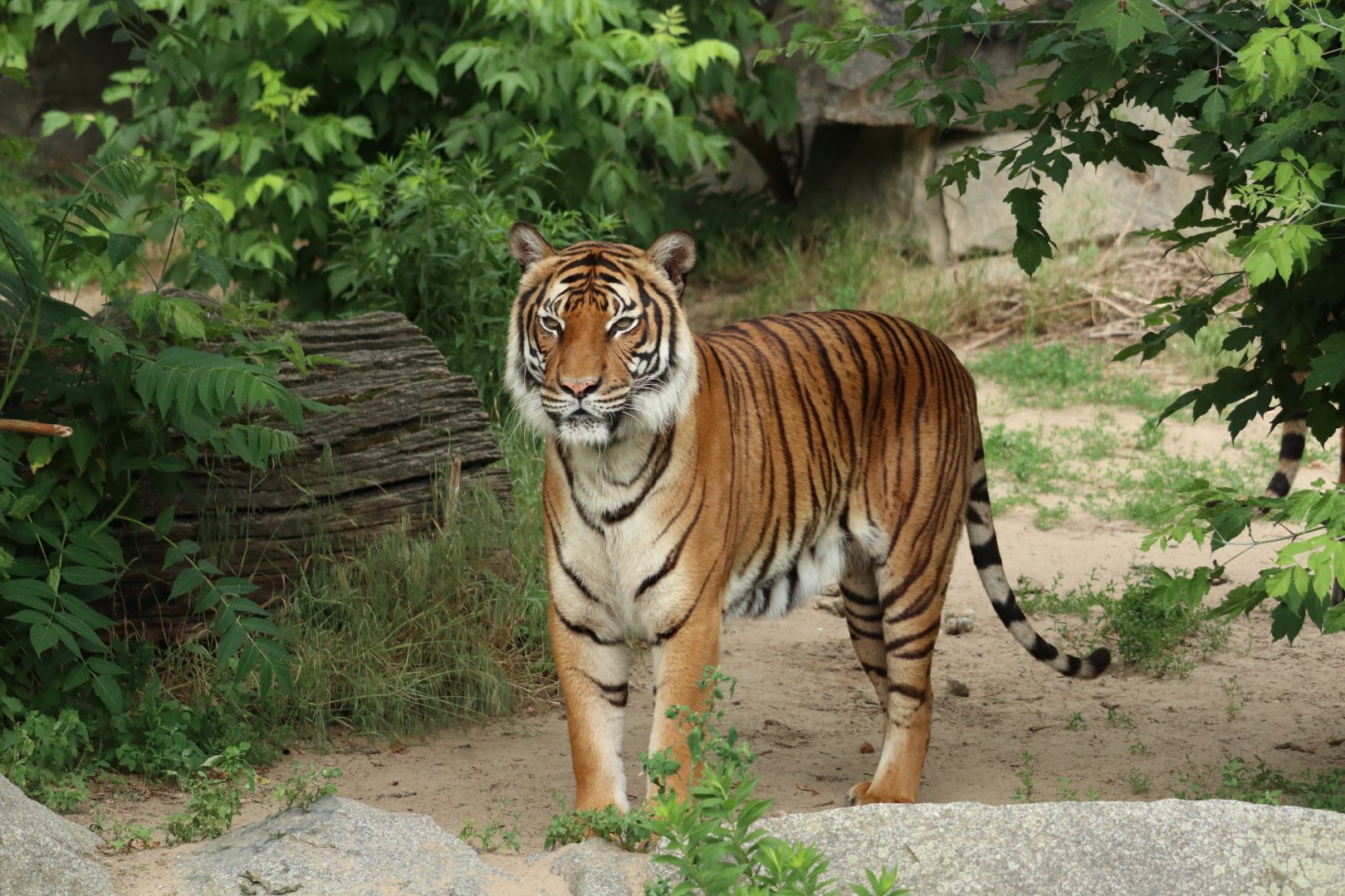 Malayan Tiger
