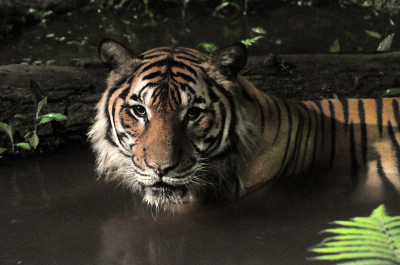 malayan tiger