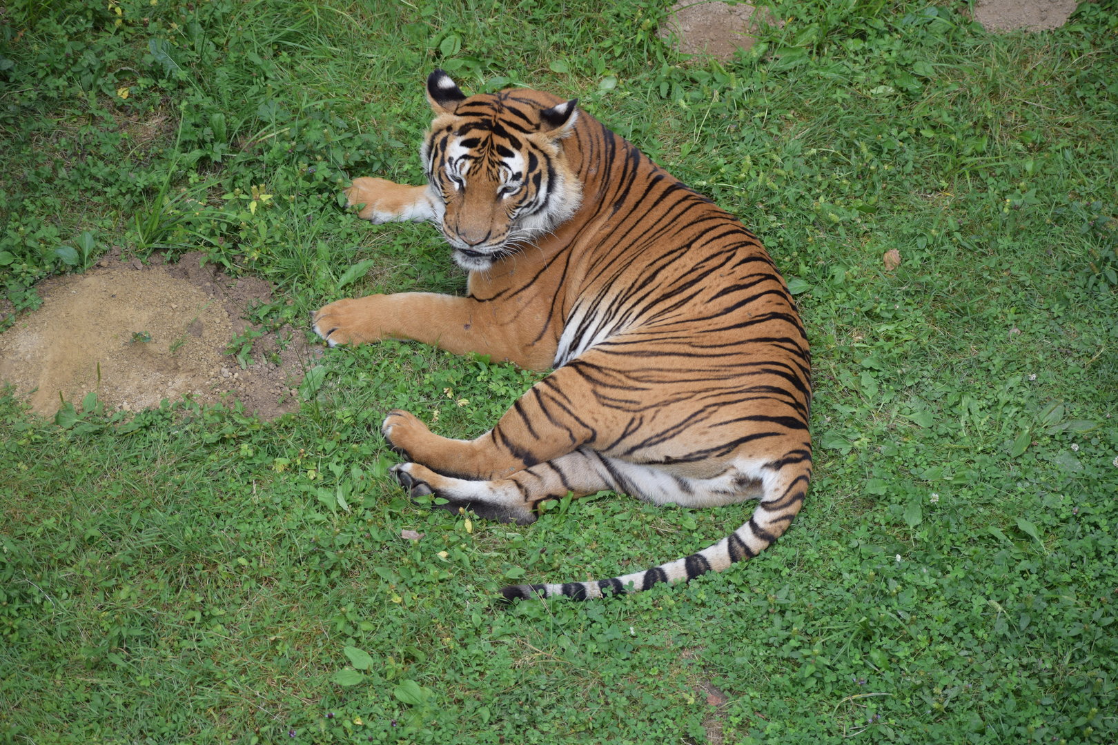 Malayan tiger