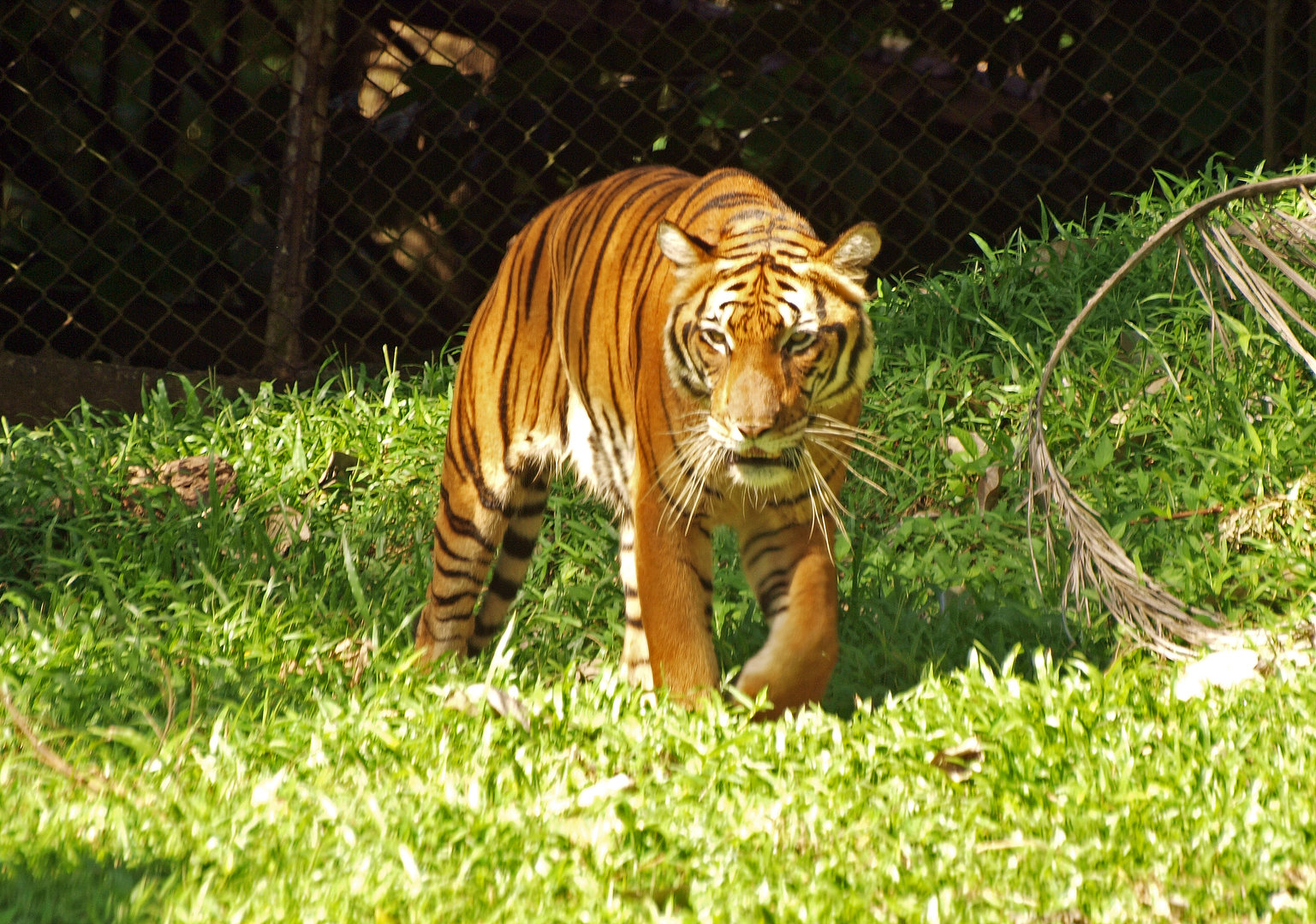 Malayan tiger