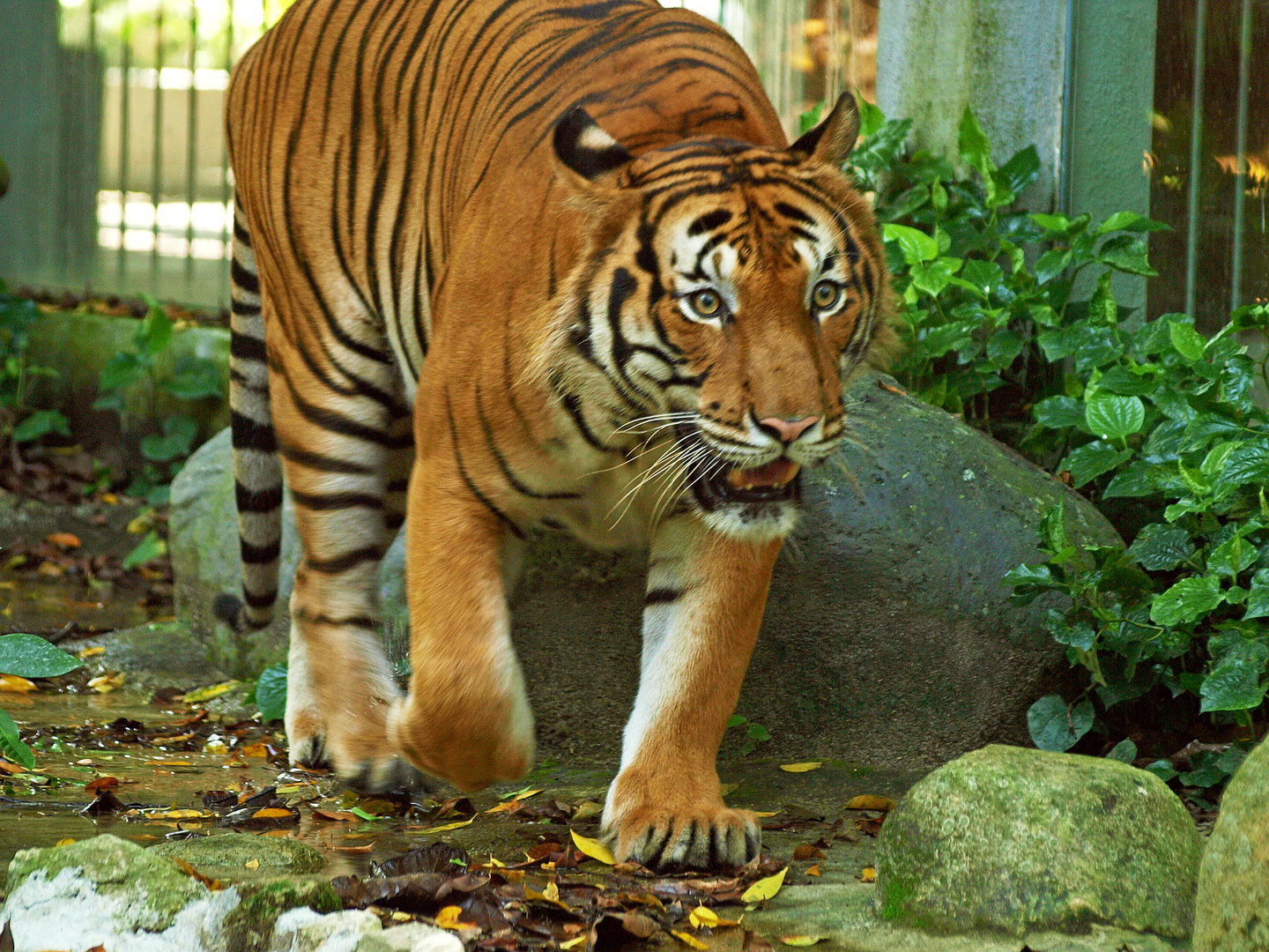 Malayan tiger