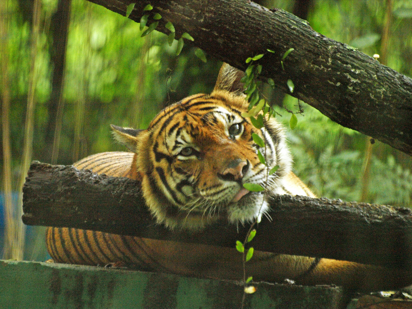 Malayan tiger