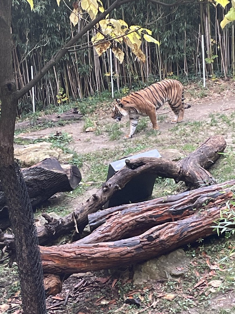 Malayan Tiger