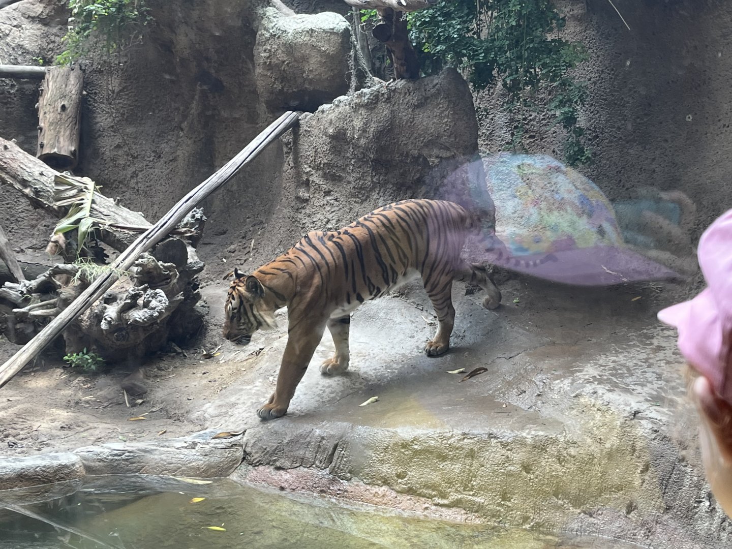 Malayan Tiger
